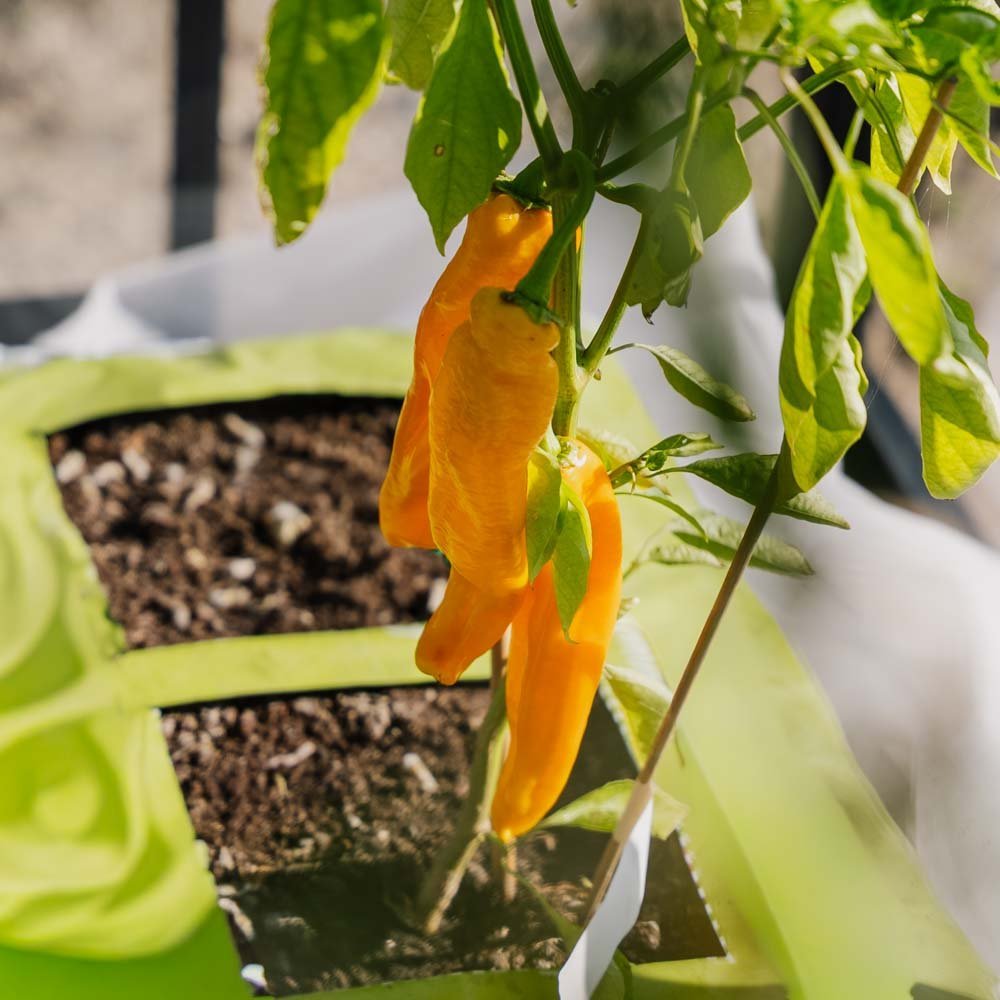 Paprika Samen 'Zazu' - 5 Biosamen