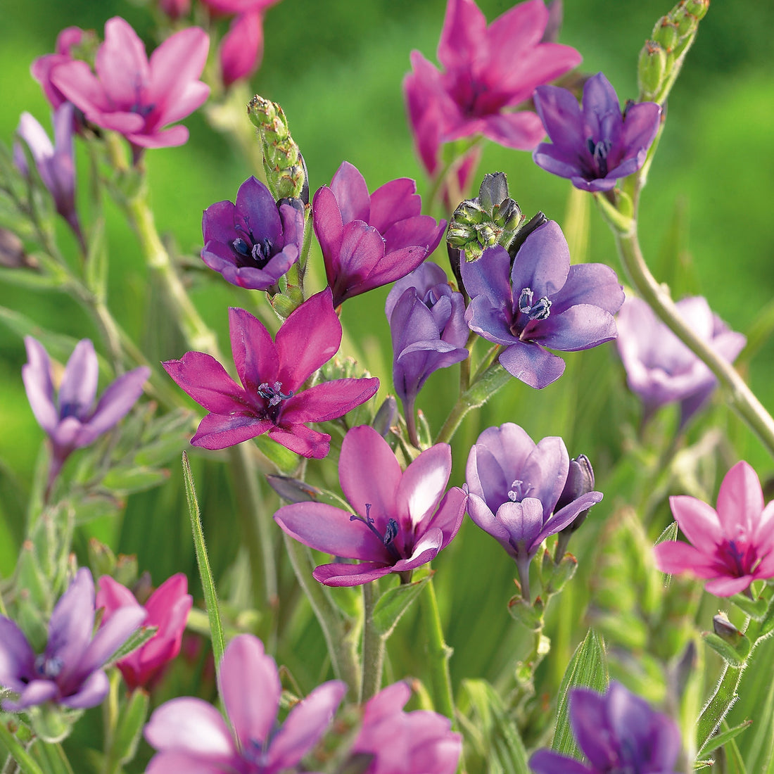 Pavianblume, Babiana stricta 'Mixed'