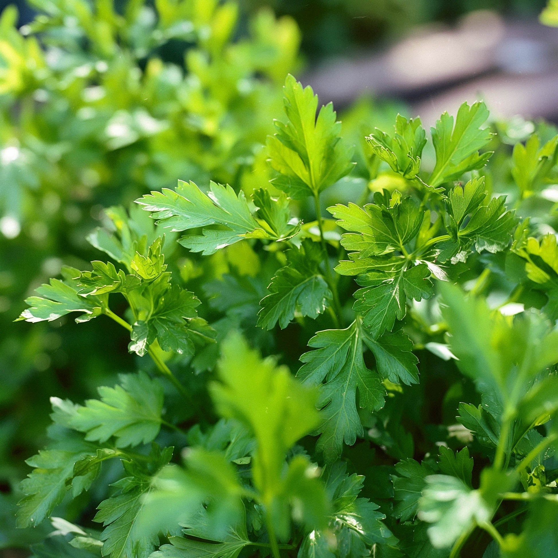 Petersiliensamen 'Giant of Italy' - 200 Biosamen