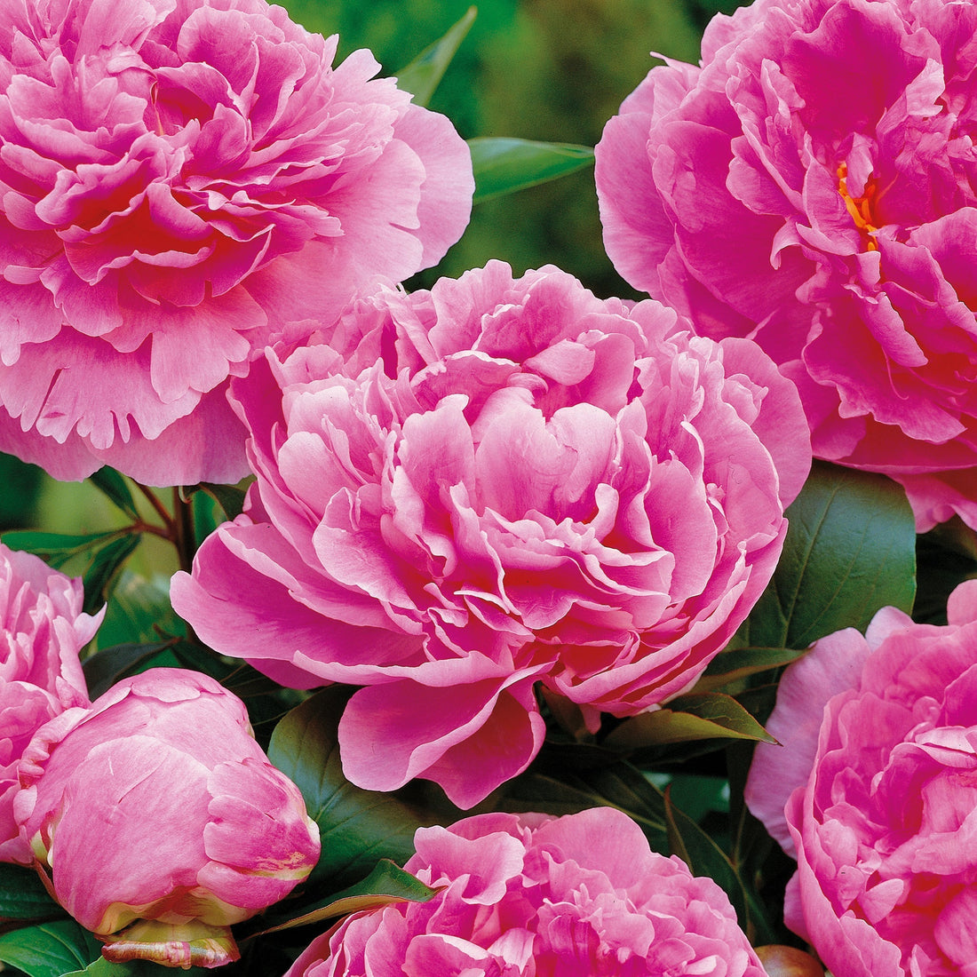 Pfingstrose 'Alexander Fleming'