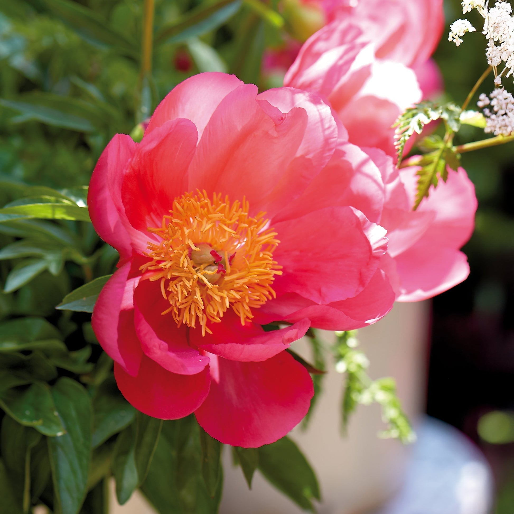 Pfingstrose 'Flame'