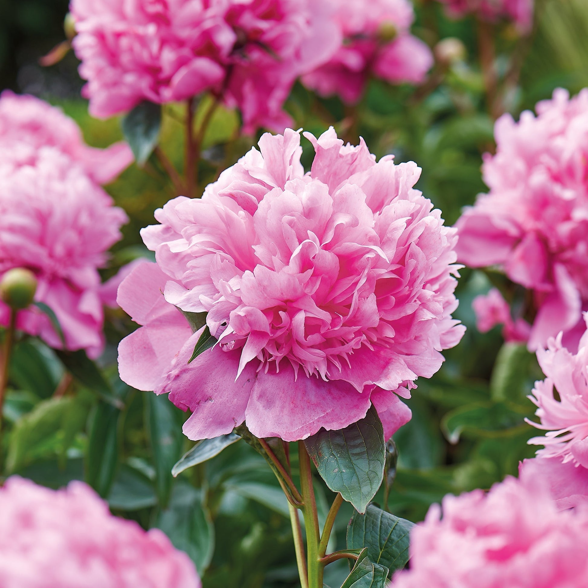 Pfingstrose 'Monsieur Jules Elié'