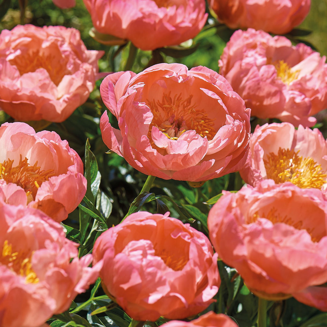 Pfingstrose, Paeonia 'Coral Sunset'