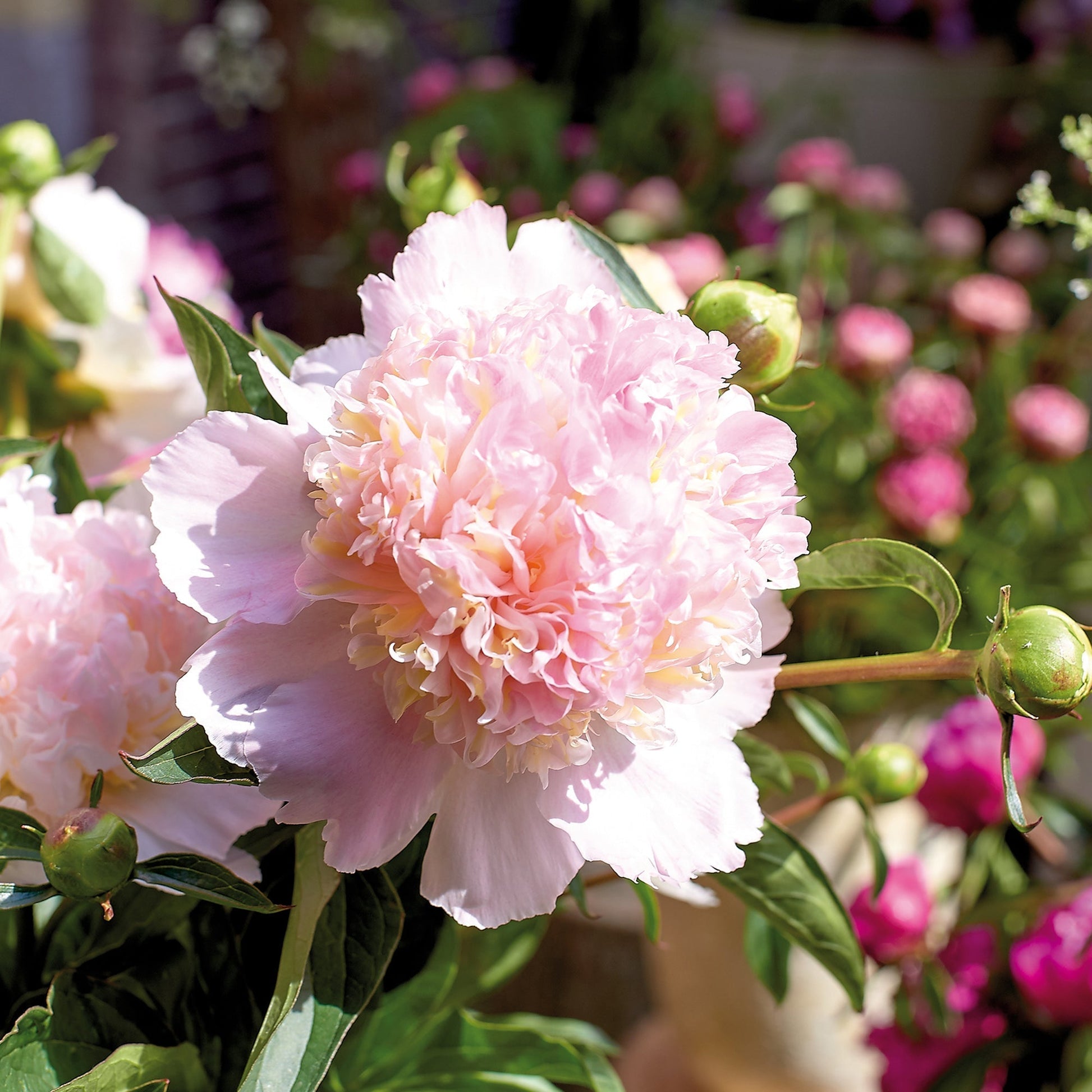 Pfingstrose 'Top Brass'