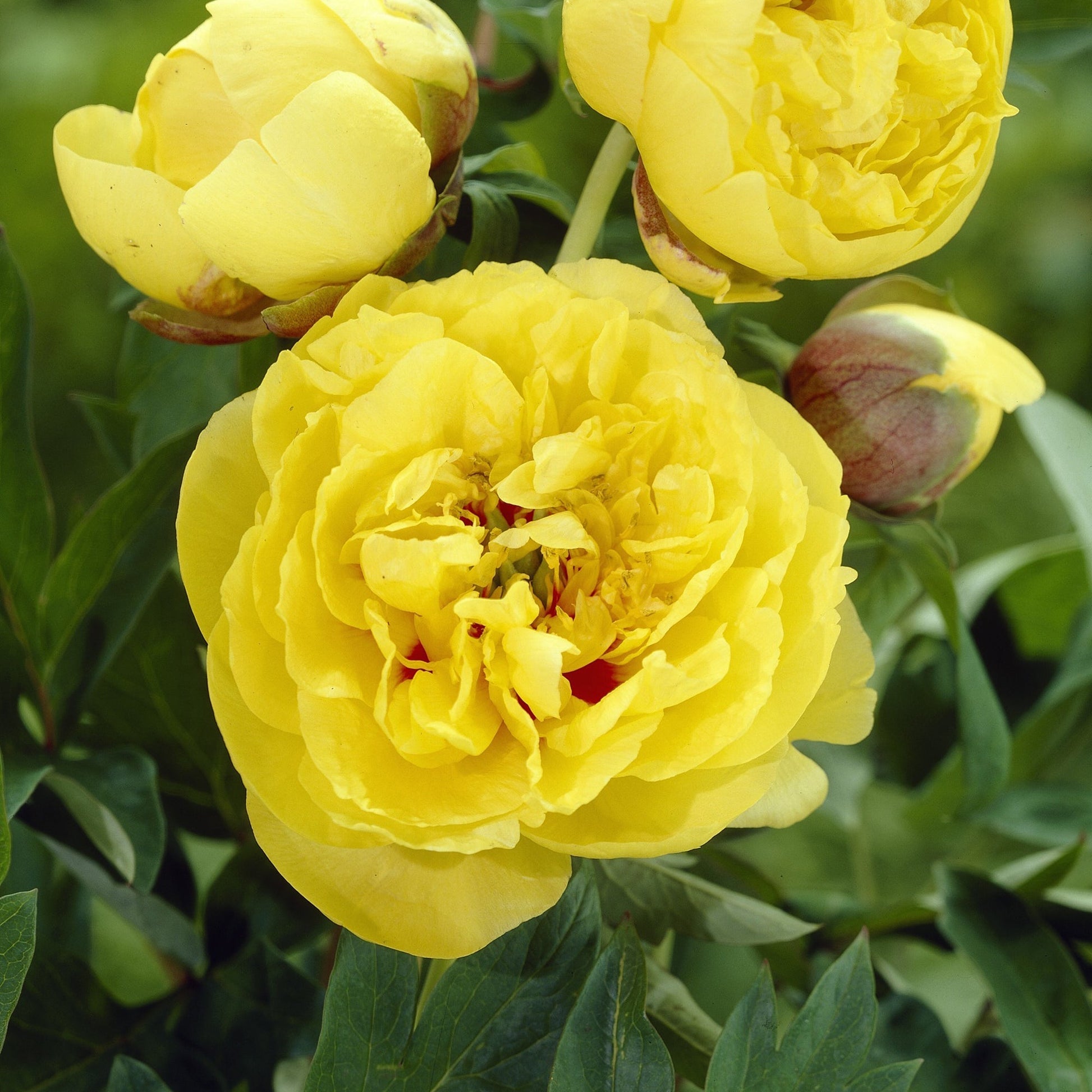 Pfingstrose 'Yellow Crown'