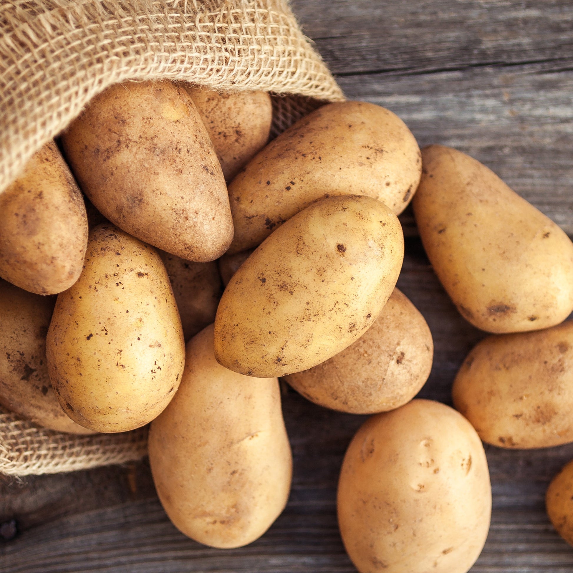 Pflanzkartoffel 'Annabelle'