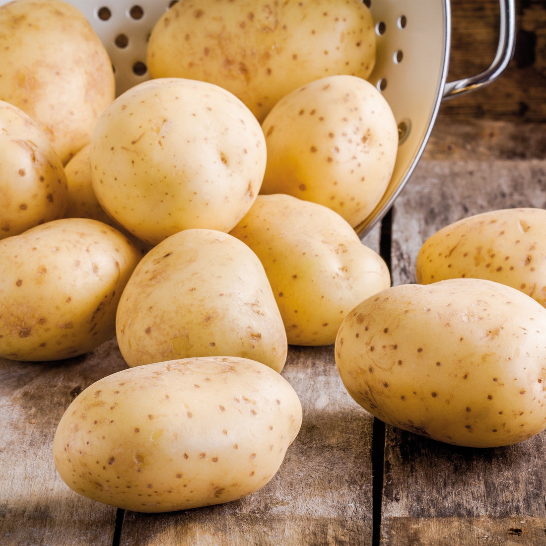 Pflanzkartoffel 'Frieslander'