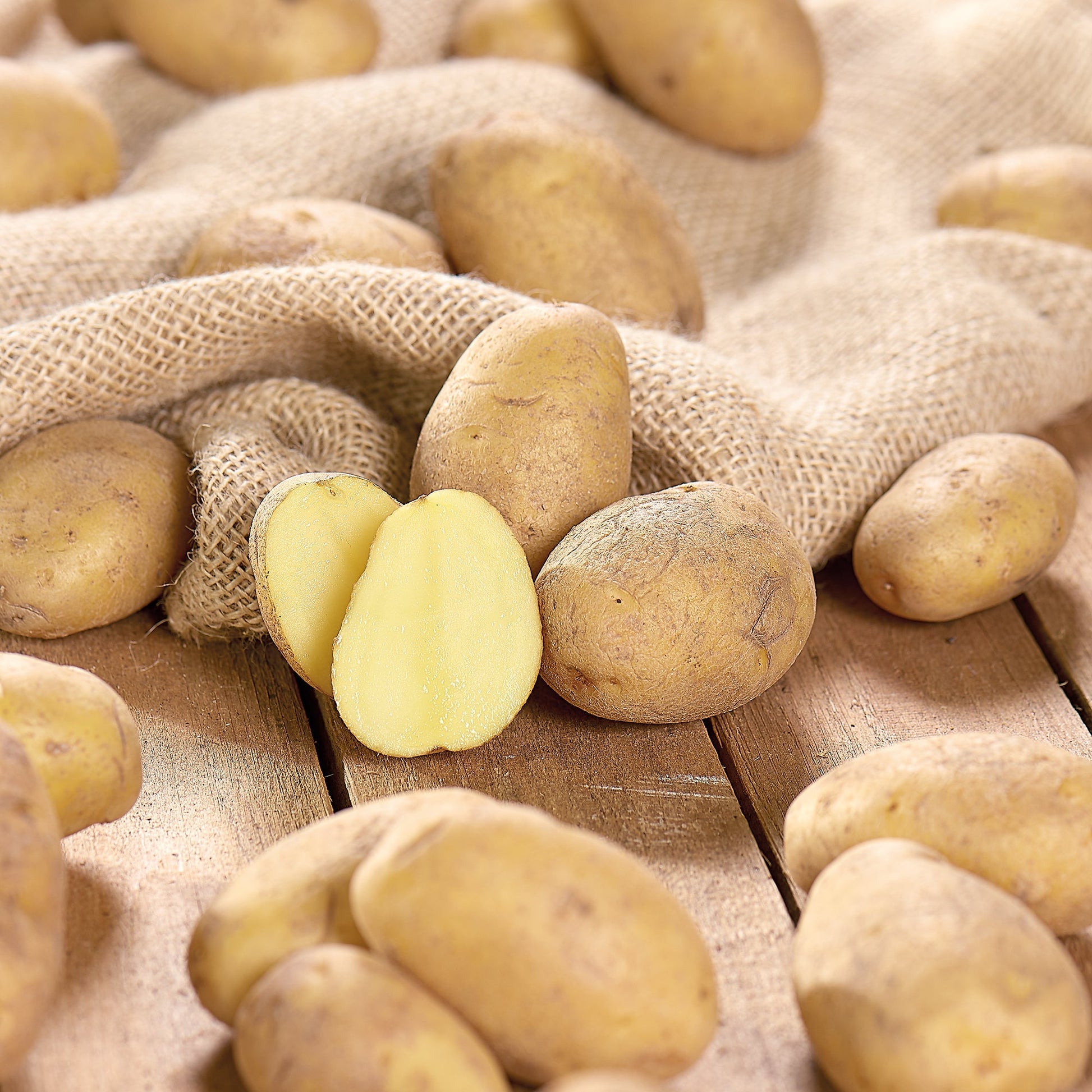 Pflanzkartoffel 'Nicola'