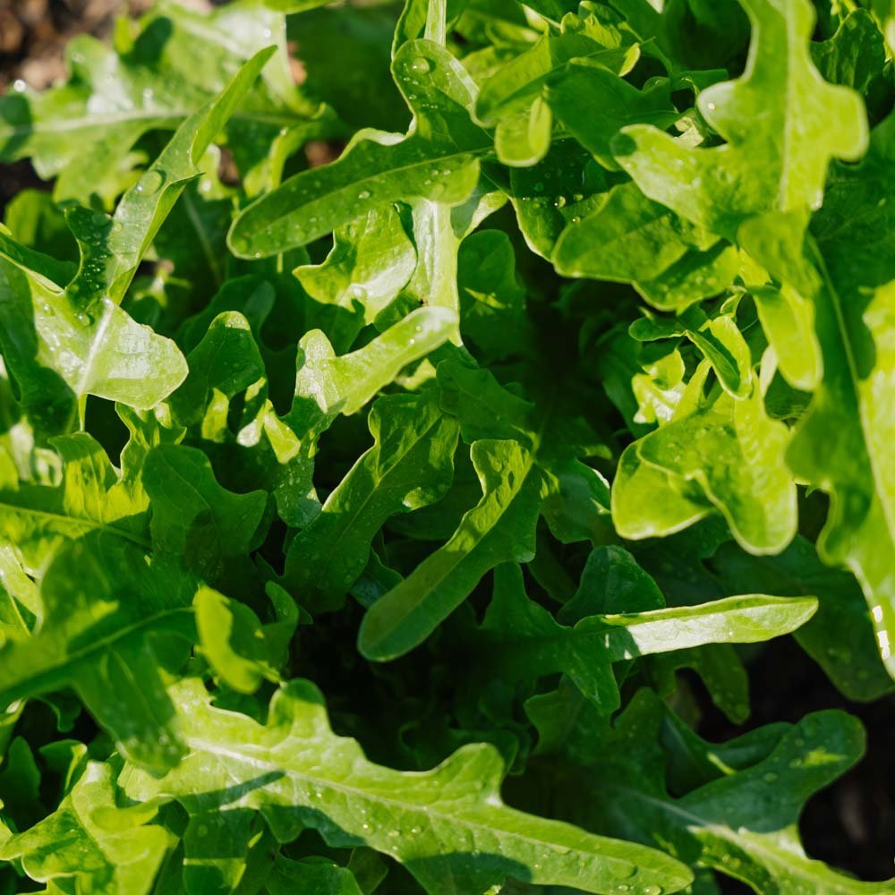 Pflücksalat Samen 'Catalogna' - 200 Biosamen