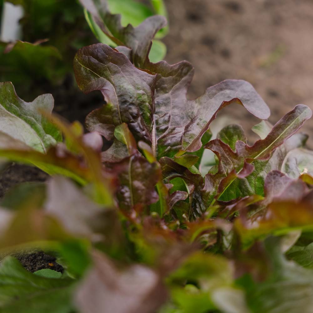 Pflücksalat Samen 'Cocarde' - 200 Biosamen