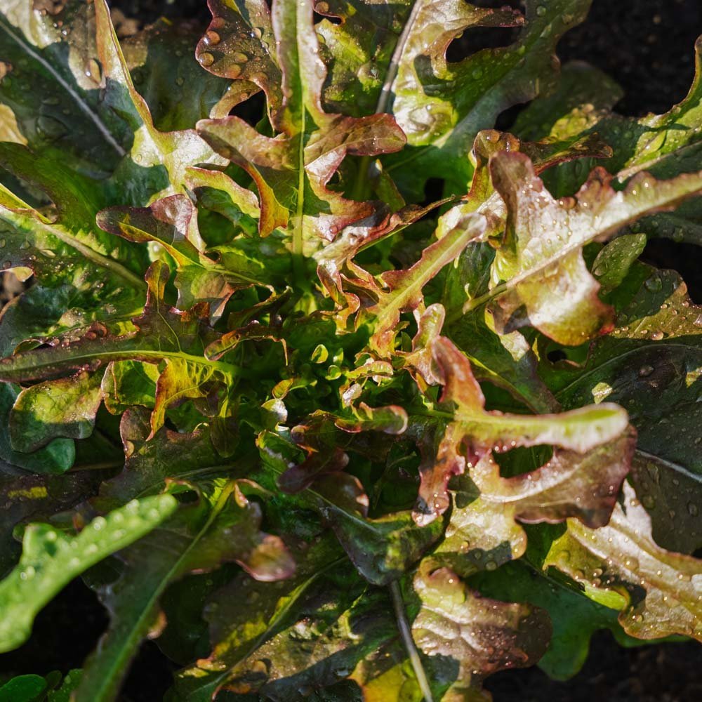 Pflücksalat Samen 'Cocarde' - 200 Biosamen