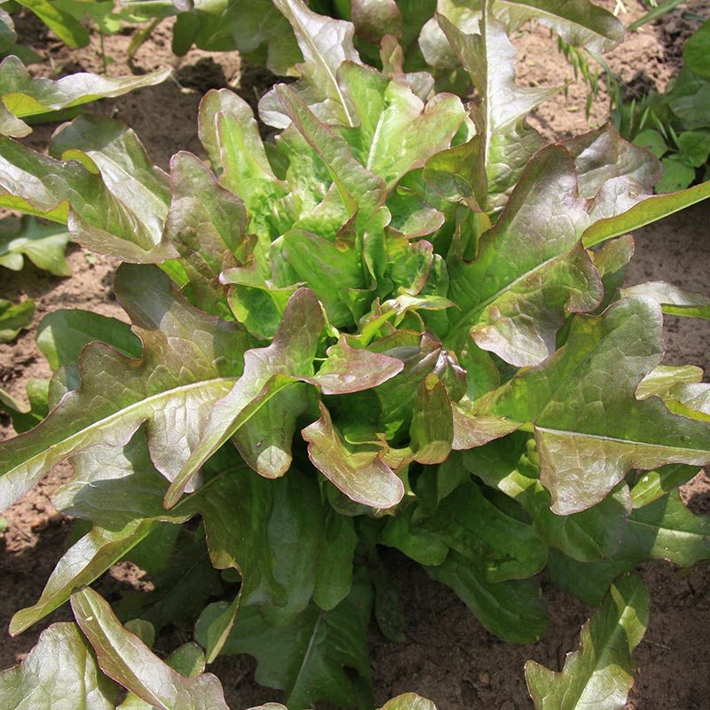 Pflücksalat Samen 'Cocarde' - 200 Biosamen