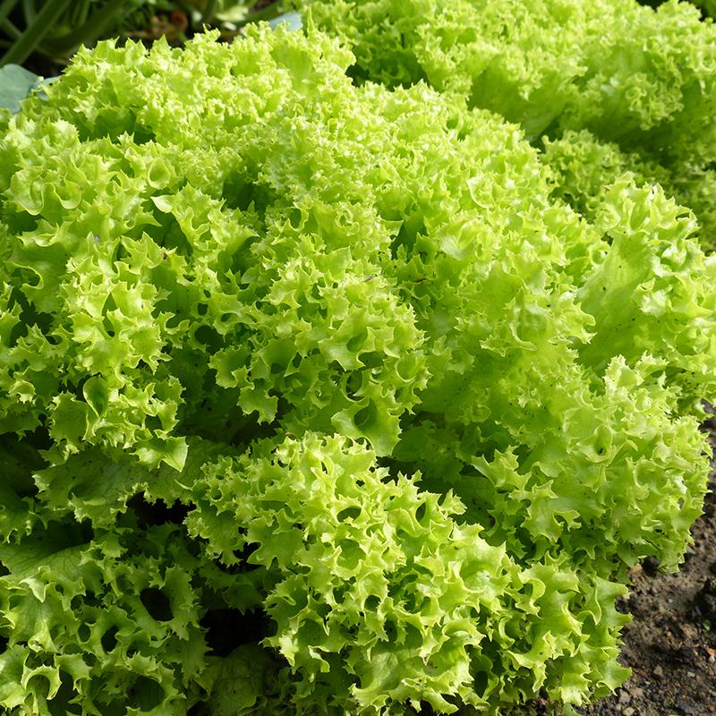 Pflücksalat Samen 'Lollo Bionda' - 200 Biosamen