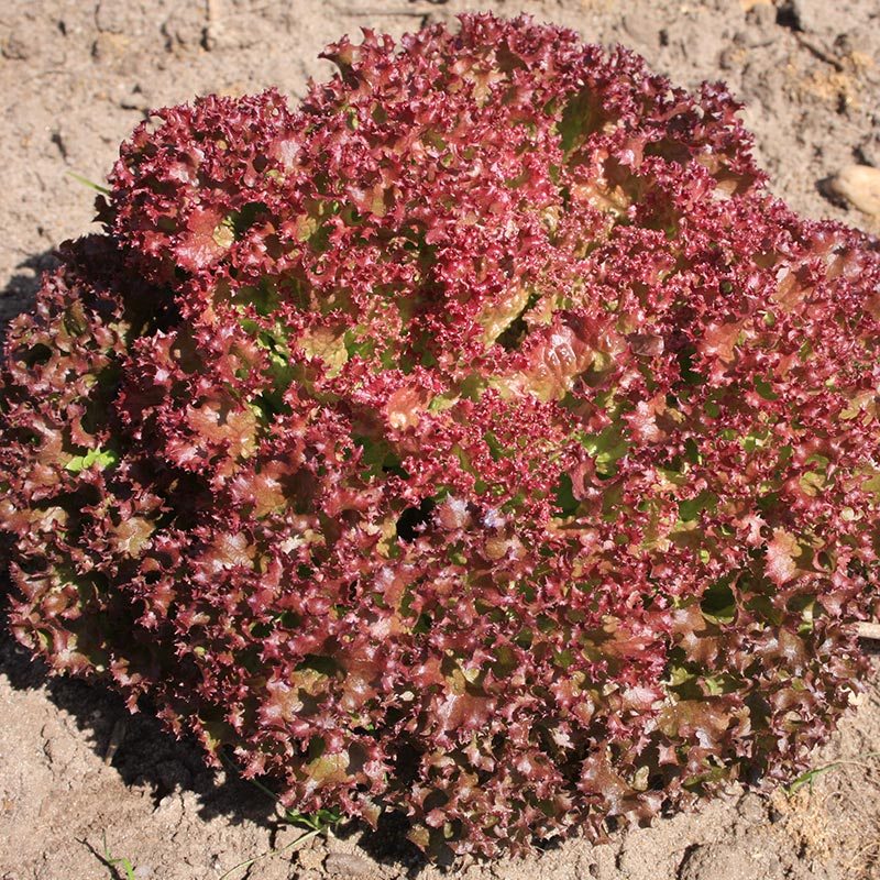 Pflücksalat Samen 'Lollo rossa' - 200 Biosamen