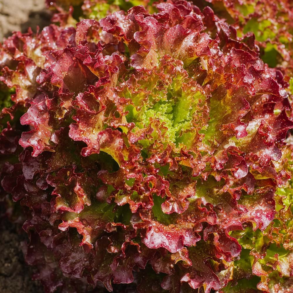 Pflücksalat Samen 'Lollo rossa' - 200 Biosamen