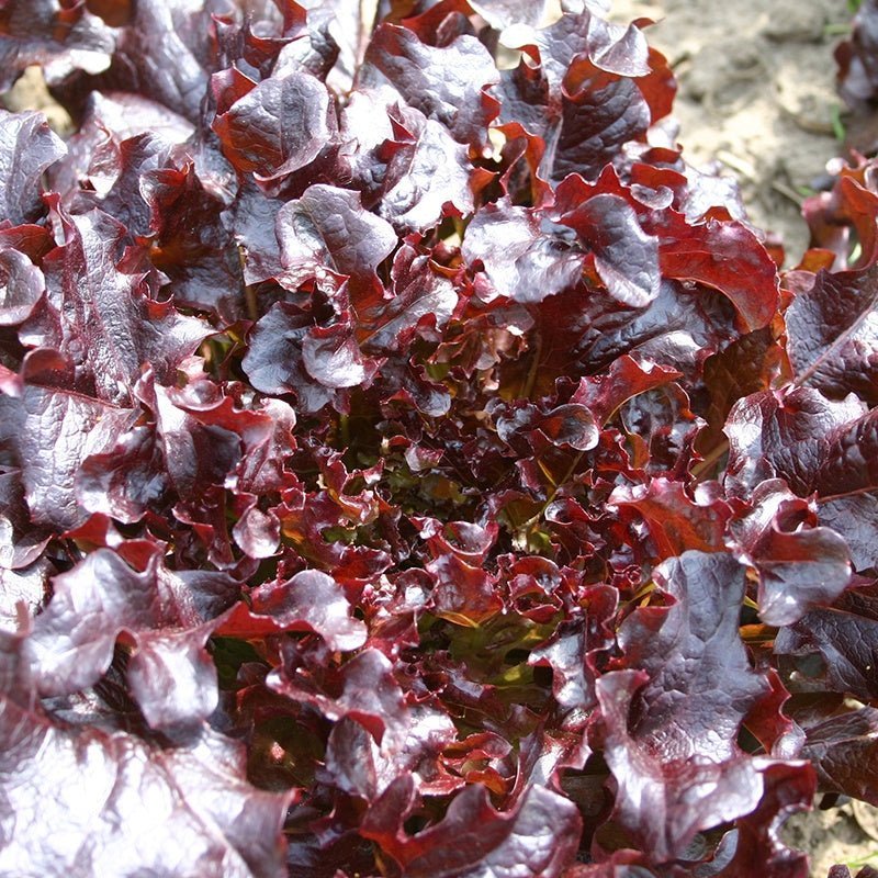 Pflücksalat Samen 'Red Salad Bowl' - 200 Biosamen