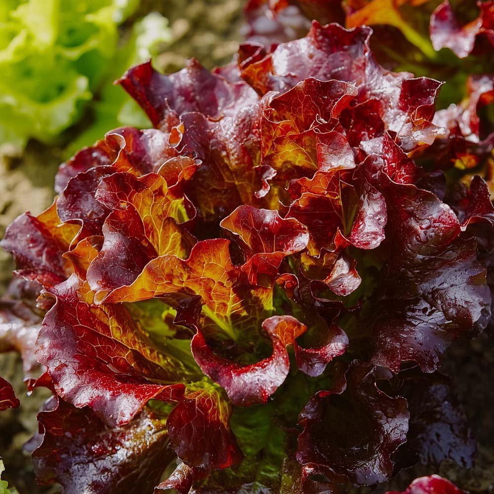 Pflücksalat Samen 'Red Salad Bowl' - 200 Biosamen