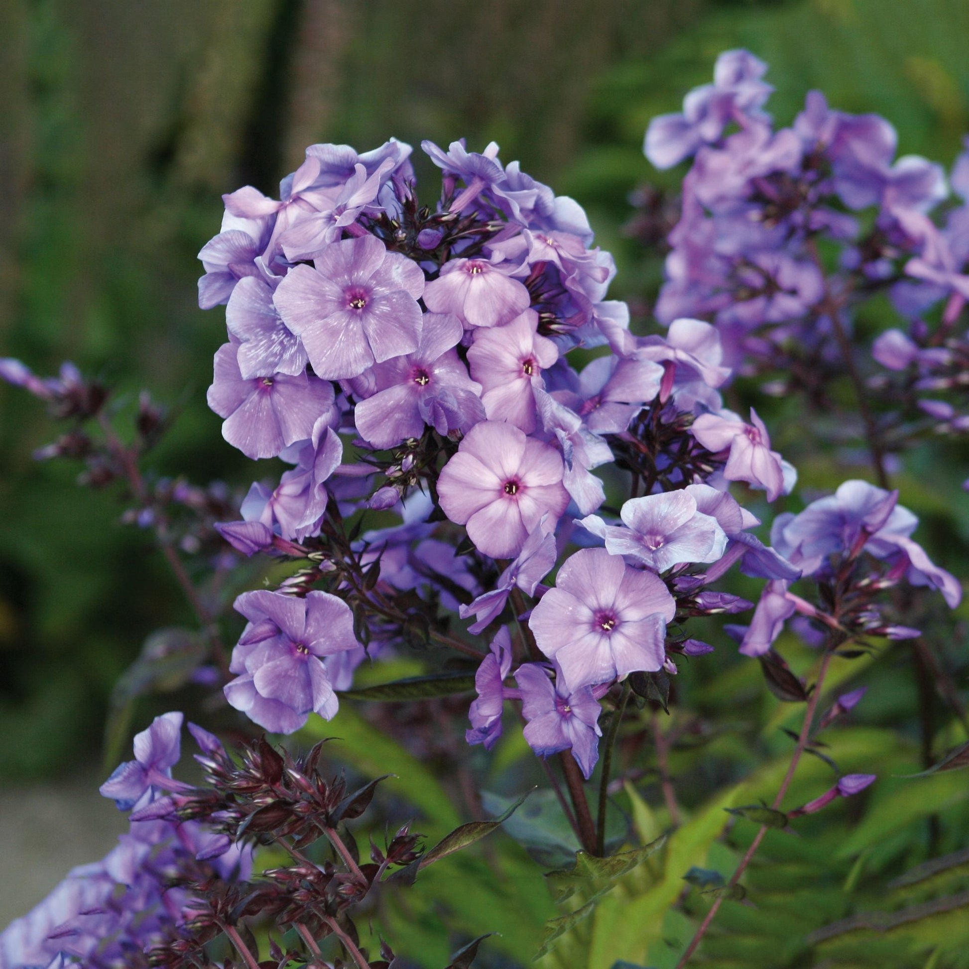 Phlox, Flammenblume 'Blue Paradise'