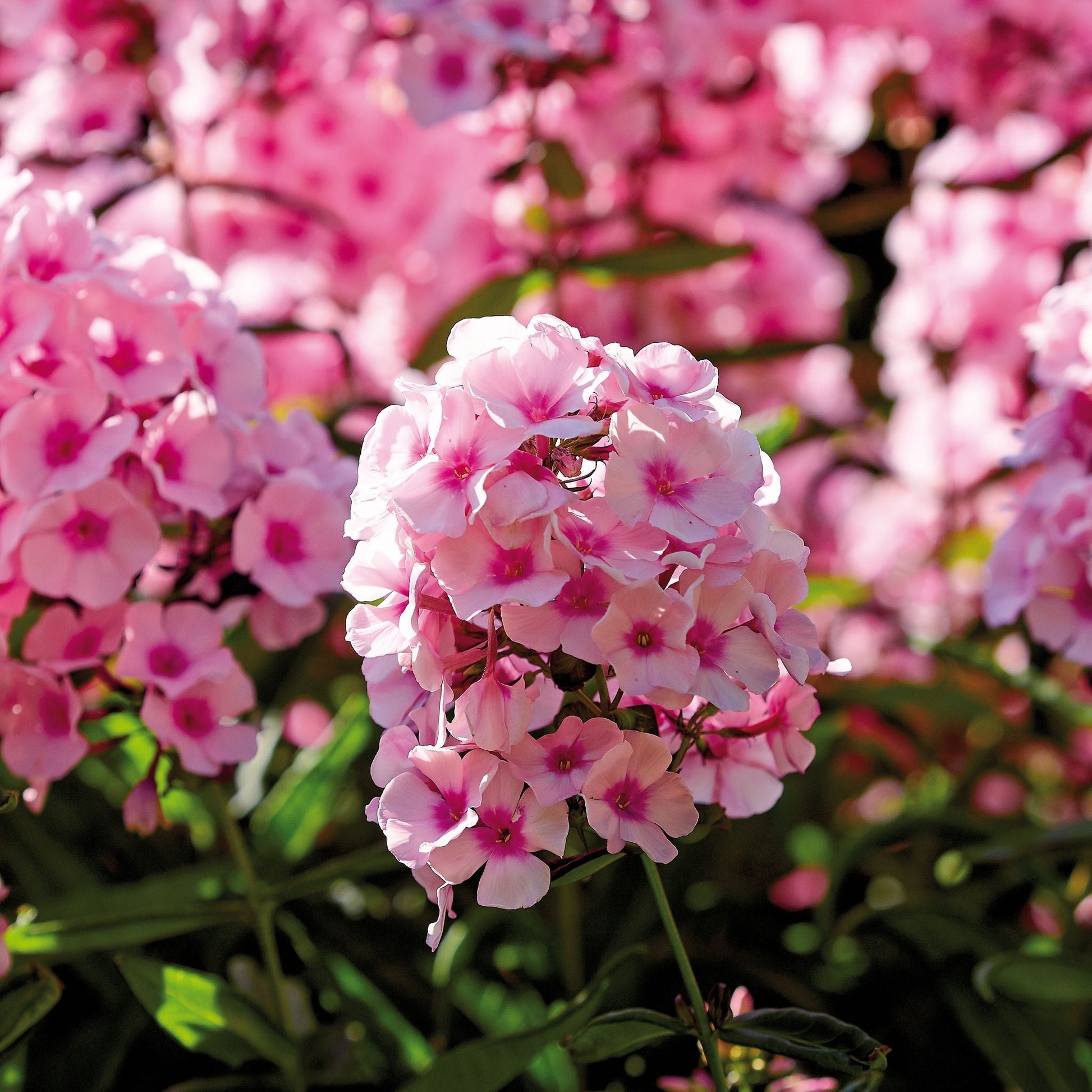 Phlox, Flammenblume 'Bright Eyes'