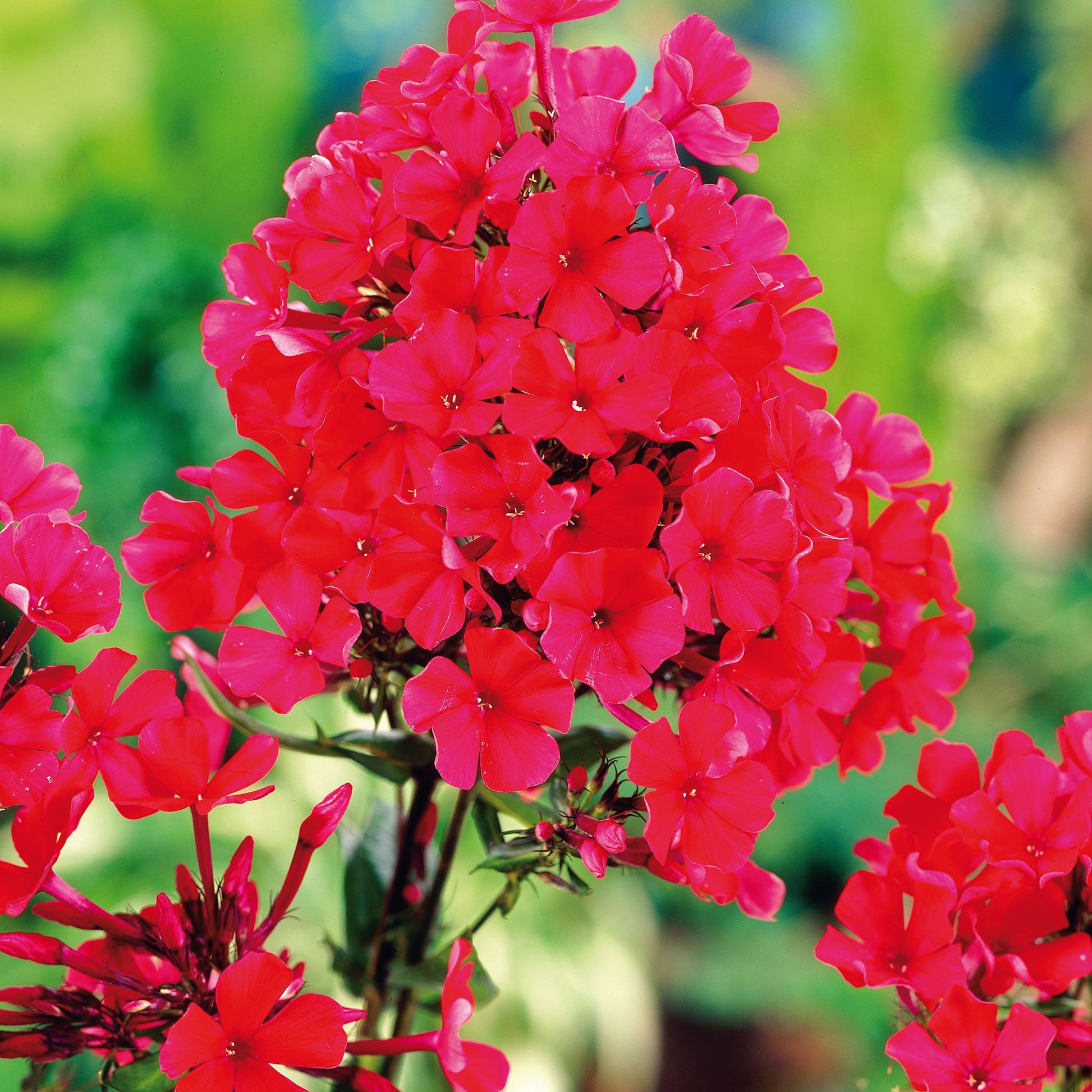 Phlox, Flammenblume 'Starfire'