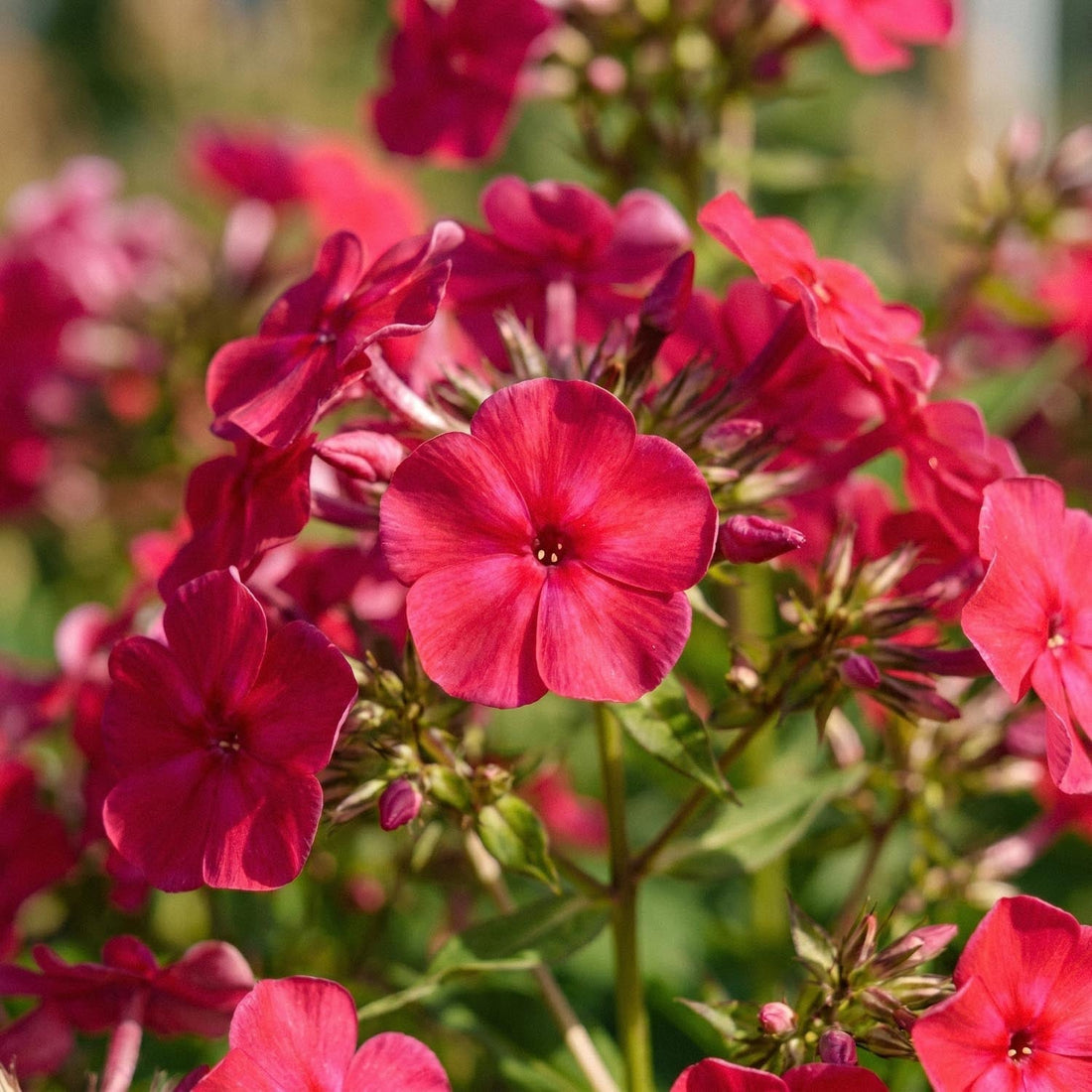 Phlox, Flammenblume 'Starfire'