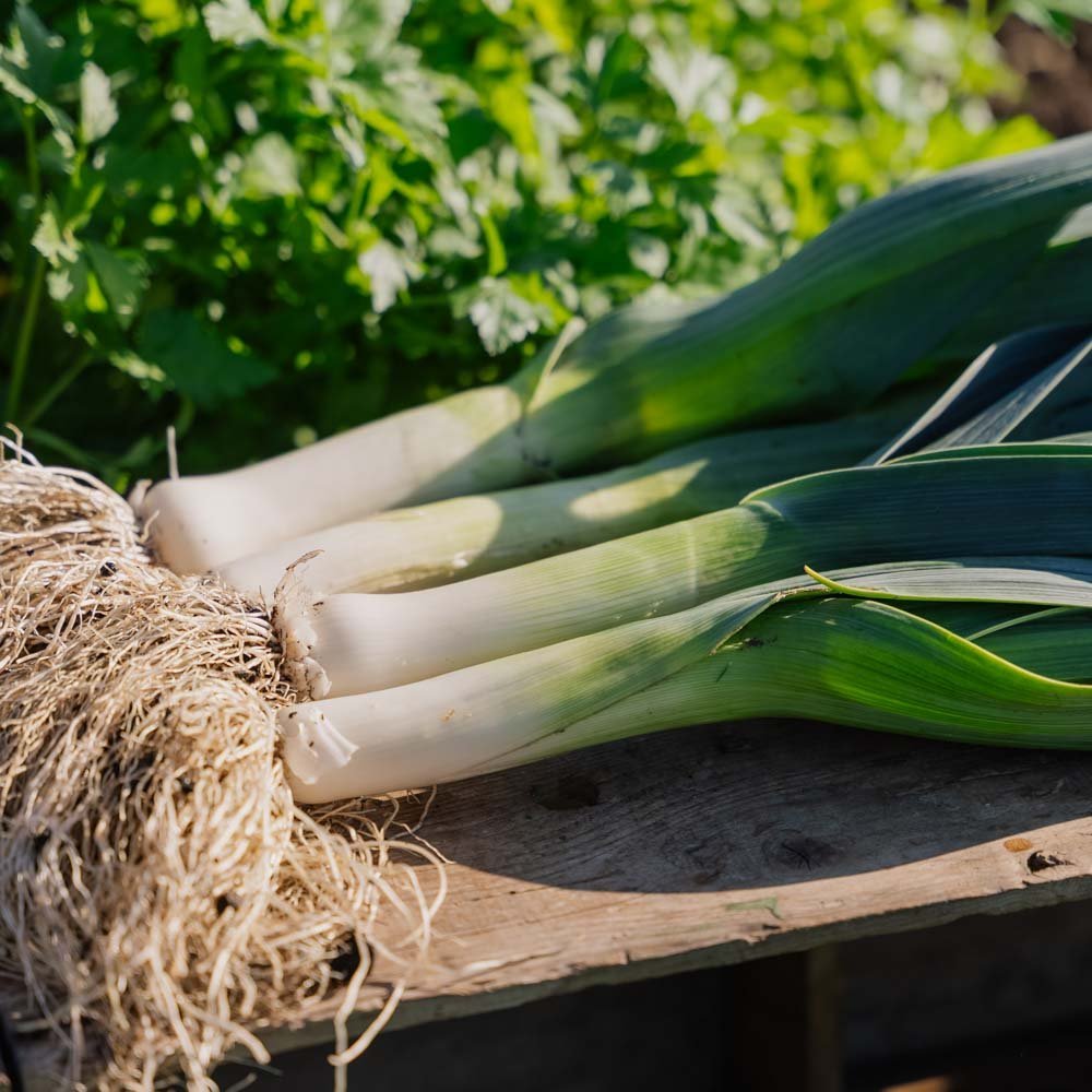 Porree Samen 'Hannibal' - 100 Biosamen