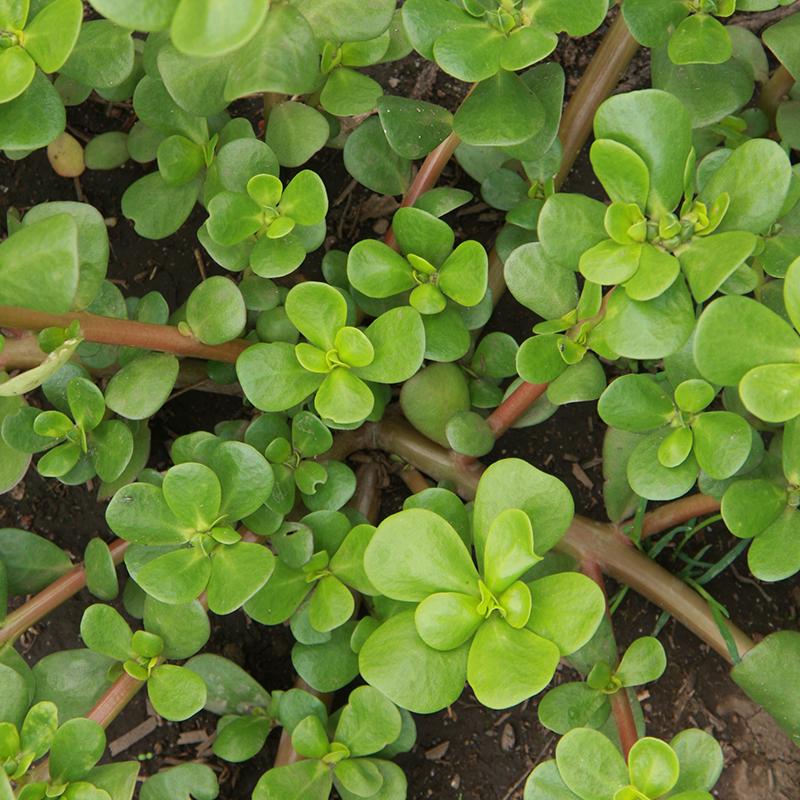 Portulak Samen 'Summer' - 1000 Biosamen