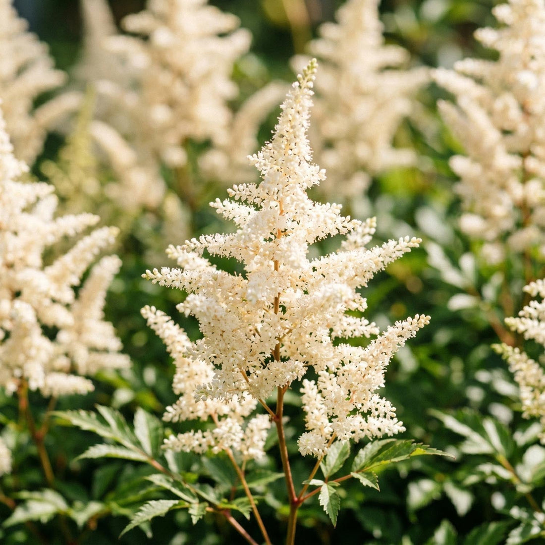 Prachtspiere, Astilbe 'Deutschland'