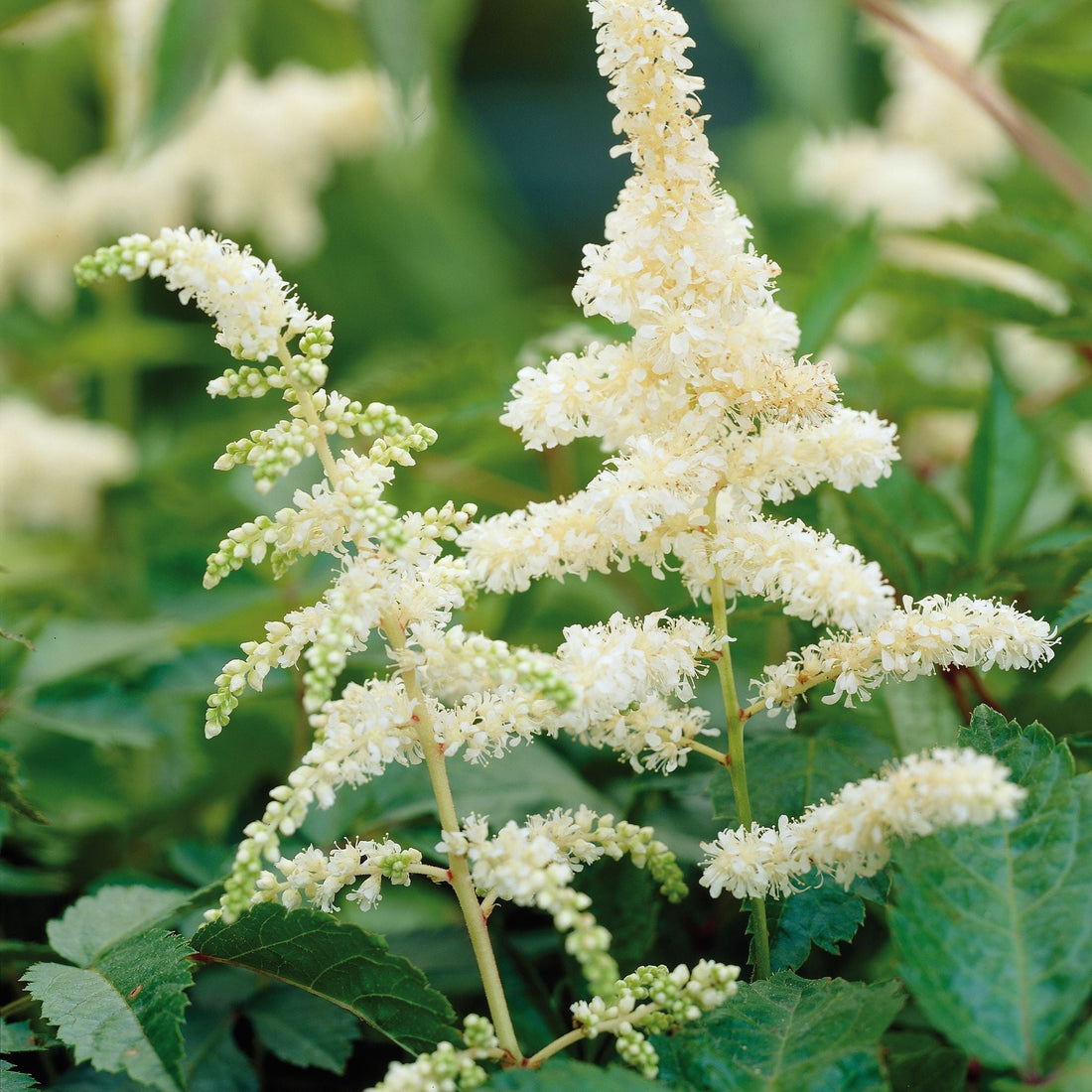 Prachtspiere, Astilbe 'Deutschland'