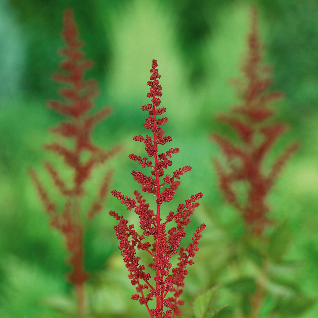 Prachtspiere, Astilbe 'Fanal'