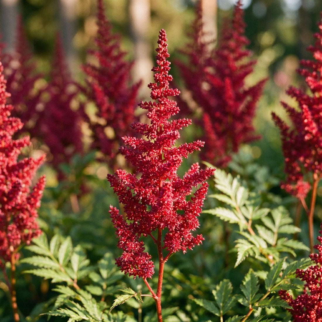 Prachtspiere, Astilbe 'Fanal'
