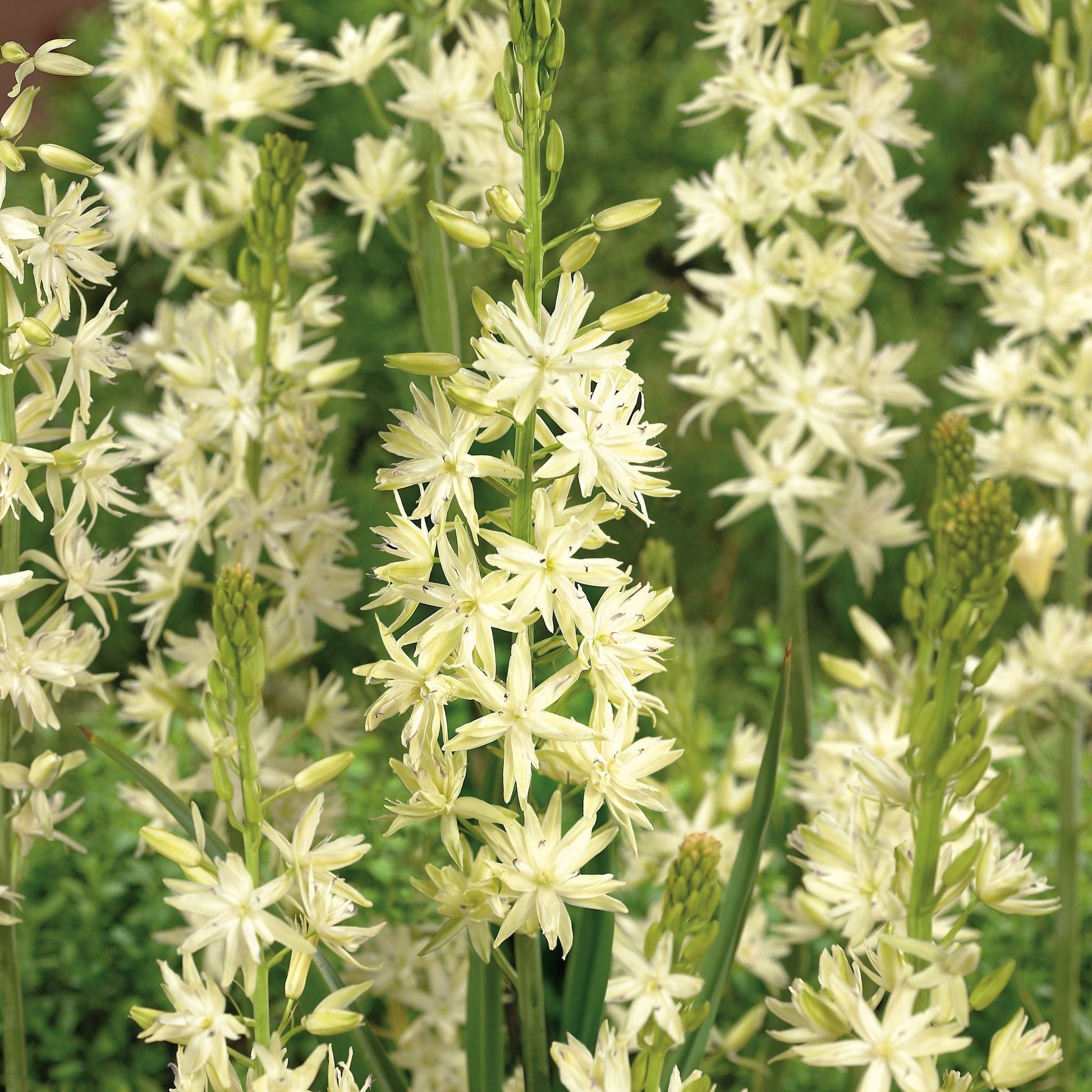 Prärielilien, Camassia 'Alba'