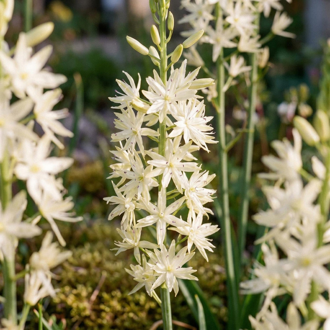 Prärielilien, Camassia 'Alba'