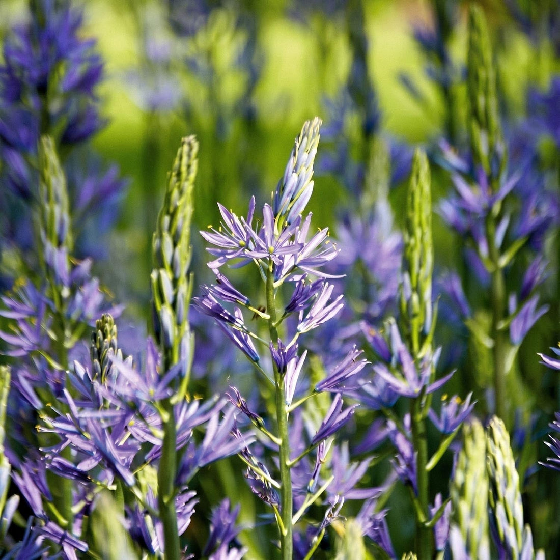 Prärielilien, Camassia 'Caerulea'