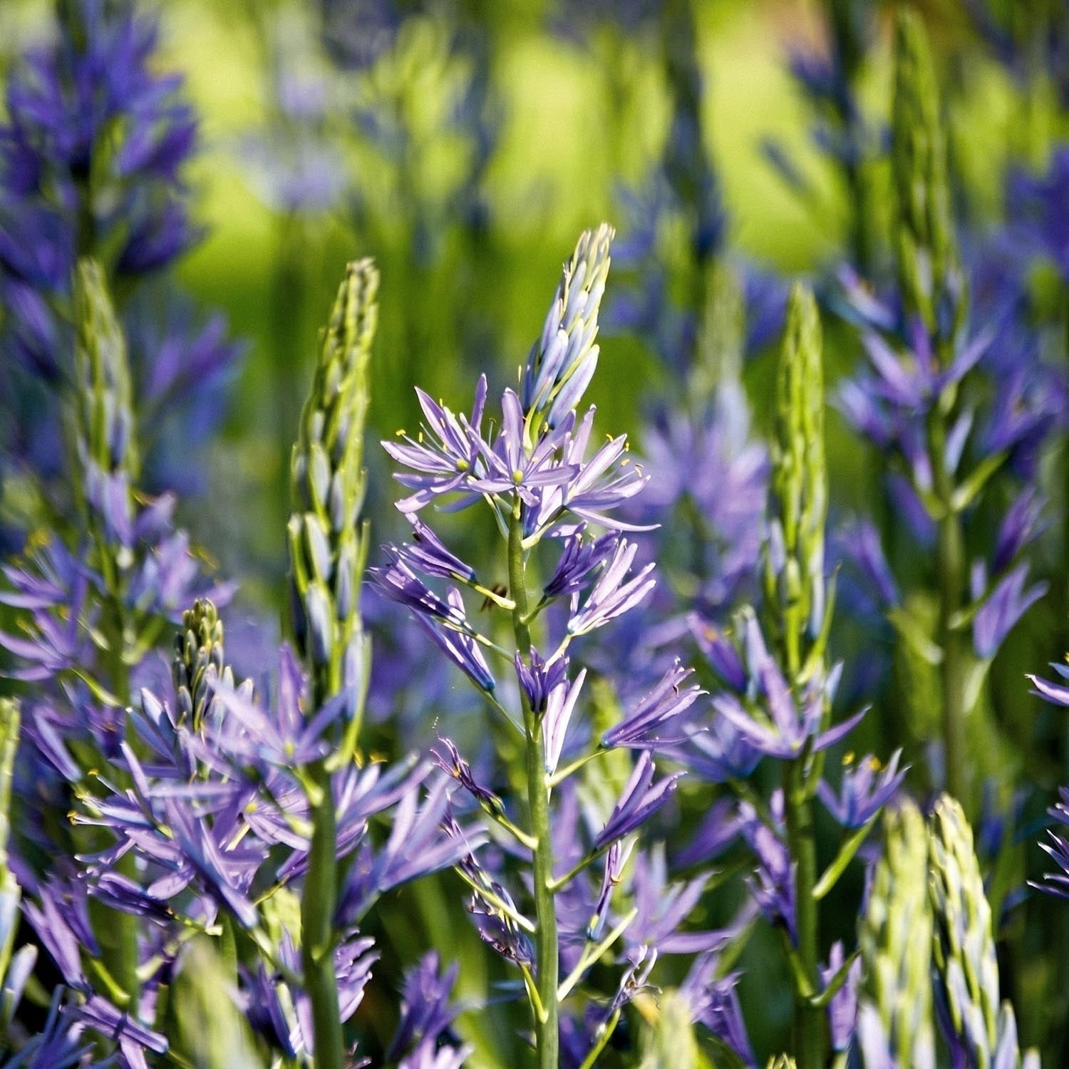 Prärielilien, Camassia 'Caerulea'
