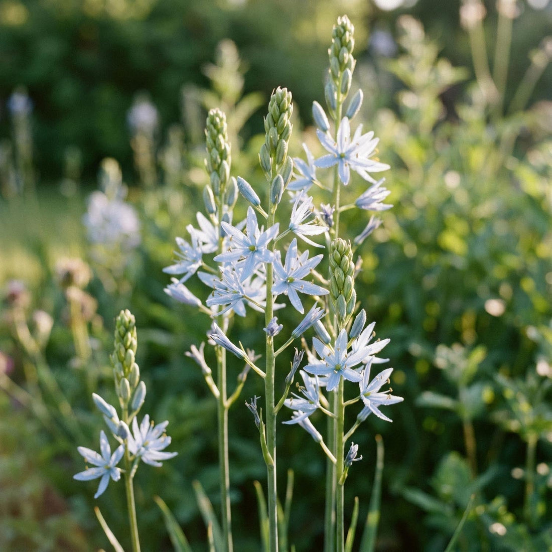 Prärielilien, Camassia 'Cusickii'
