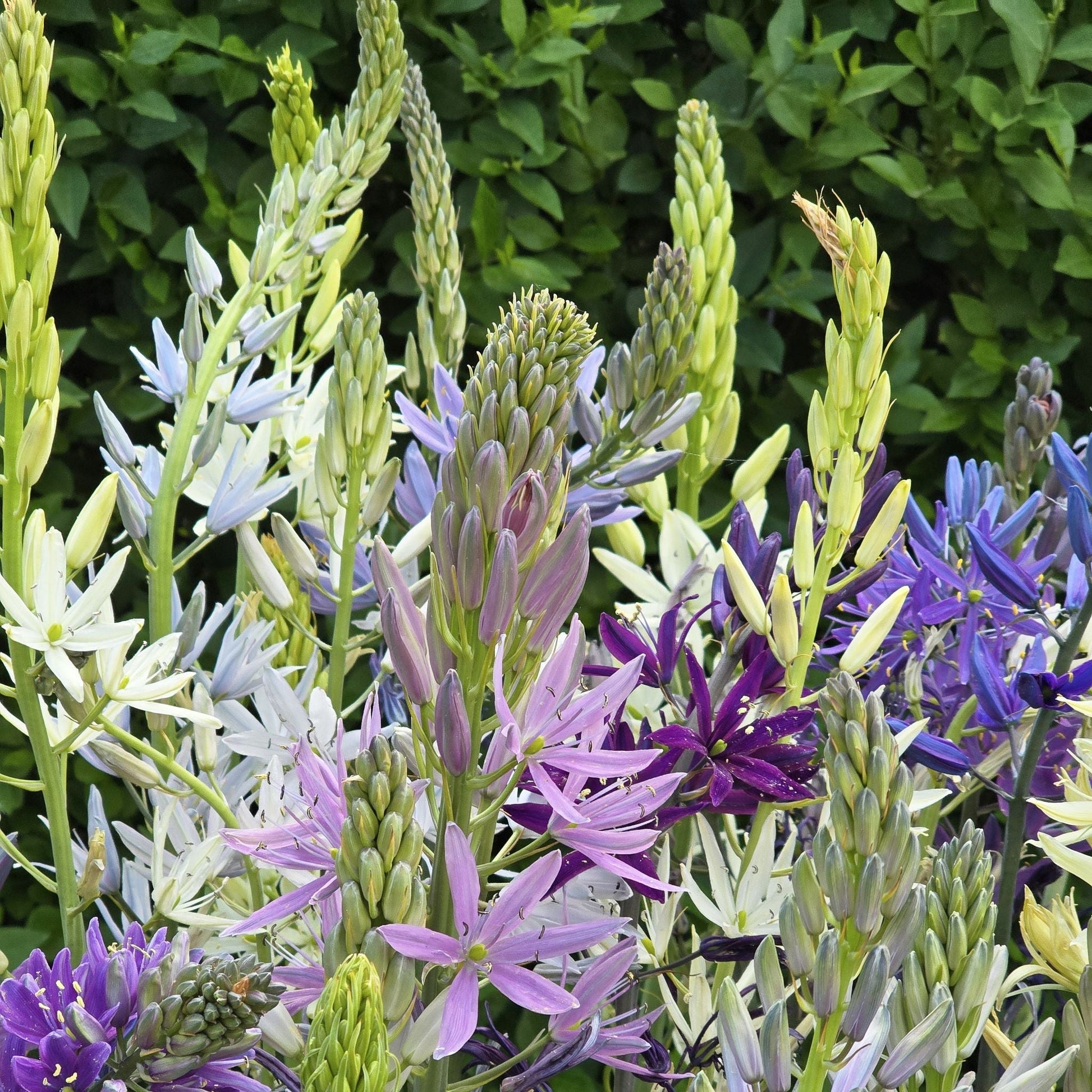 Prärielilienmischung, Camassia 'Breeder Mixed'