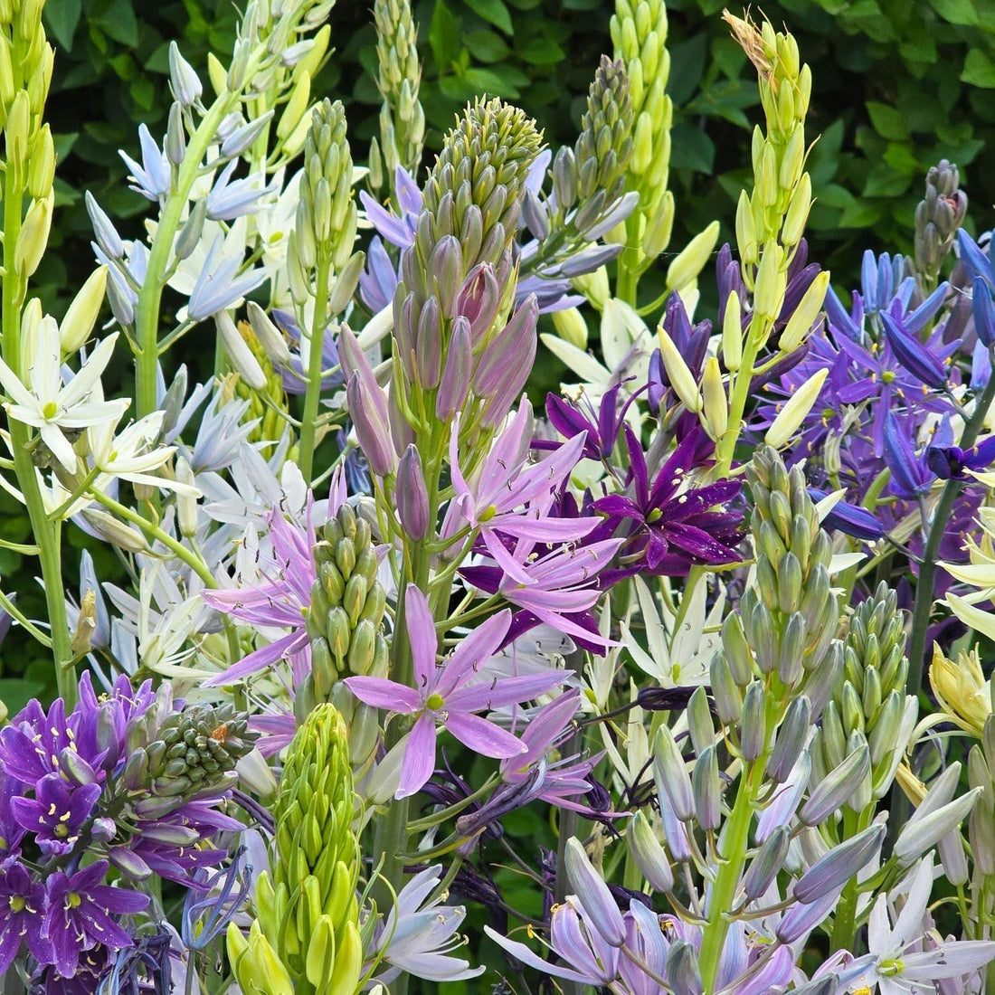 Prärielilienmischung, Camassia 'Breeder Mixed'