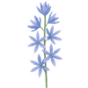 Prärielilien Zwiebeln / Camassia