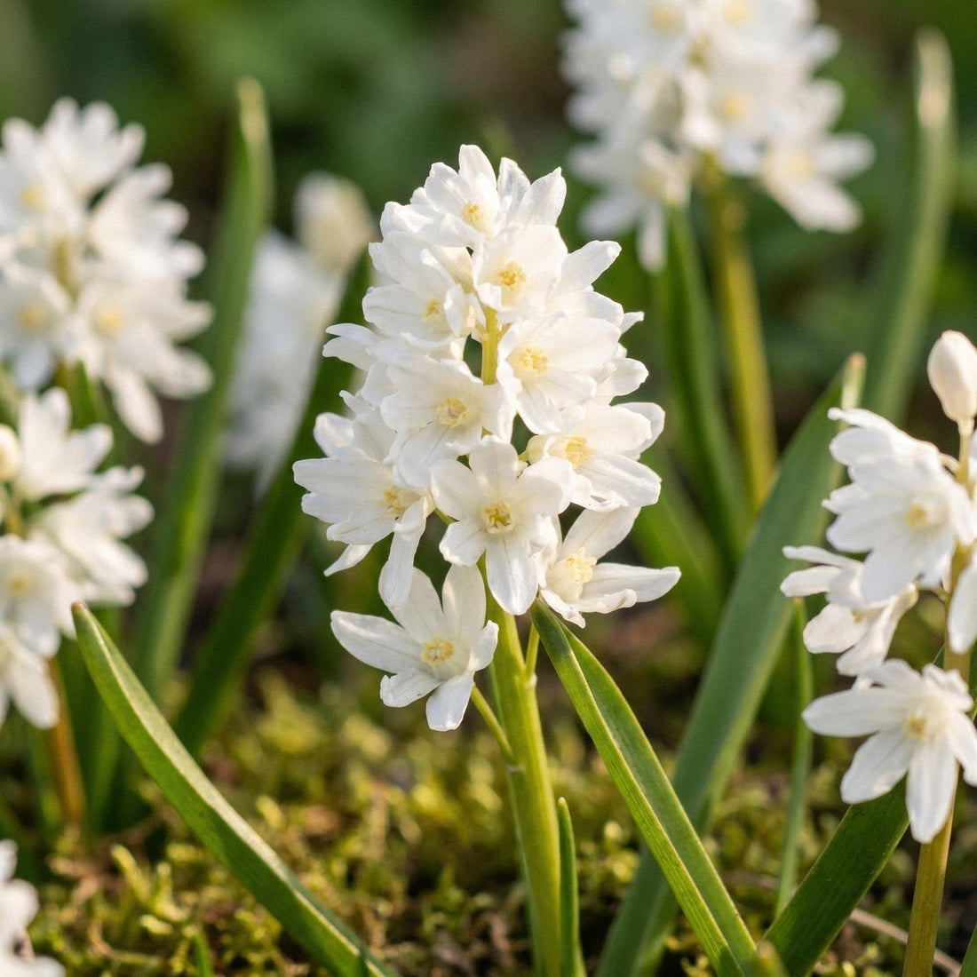 Puschkinie, Puschkinia 'Alba'