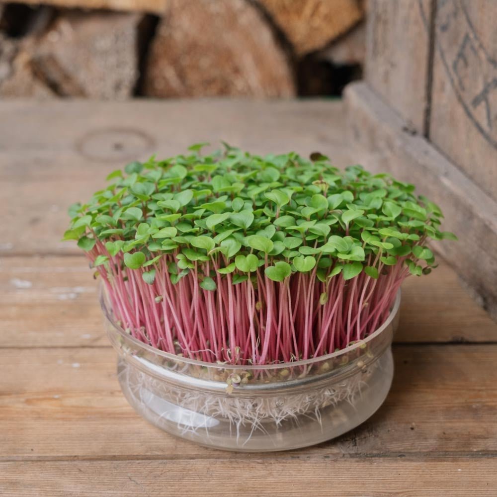 Radieschen 'China Rose' Microgreens Samen - 1300 Biosamen