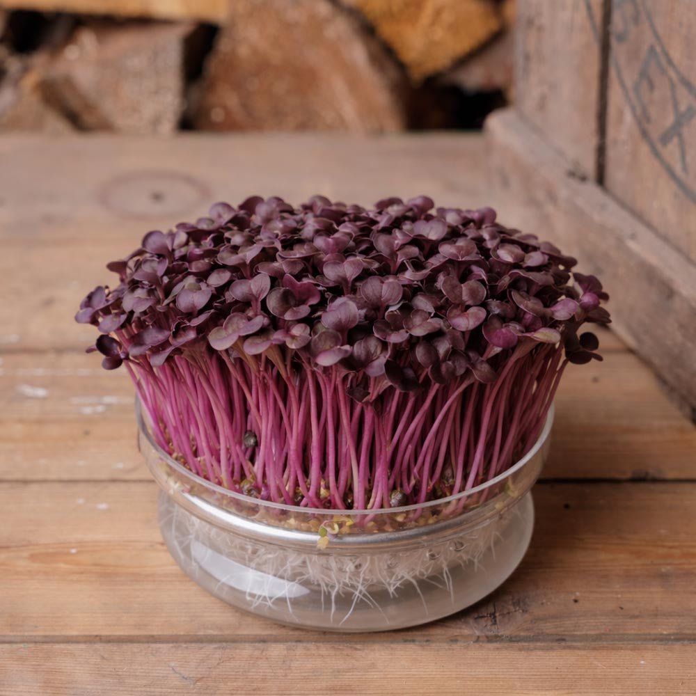Radieschen 'Red Coral' Microgreens Samen - 1600 Biosamen