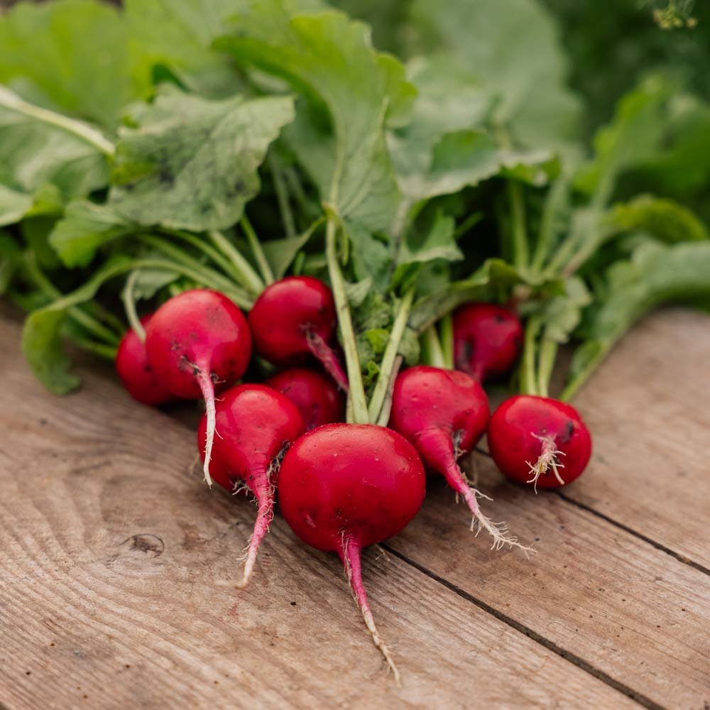 Radieschen Samen 'Rudi' - 50 Biosamen