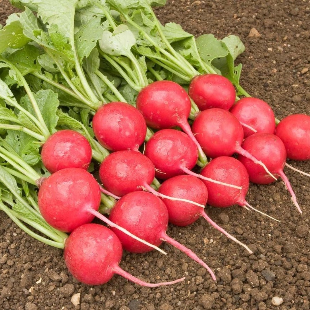 Radieschen Samen 'Rudi' - 50 Biosamen