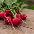 Radieschen Samen 'Rudi' - 50 Biosamen