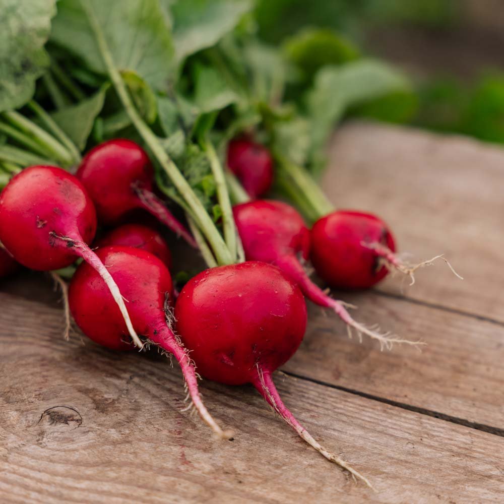Radieschen Samen 'Rudi' - 50 Biosamen