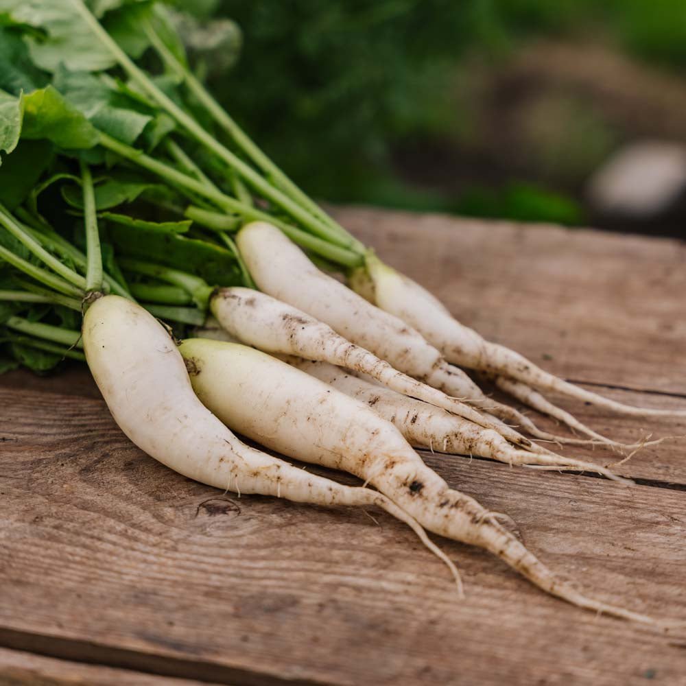 Radieschen Samen 'White Icicle' - 50 Biosamen