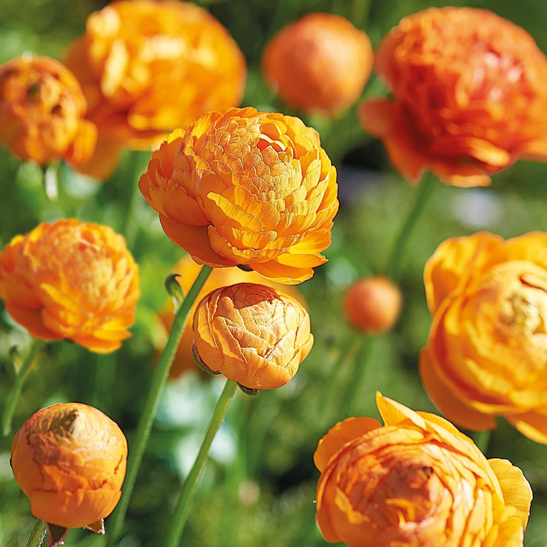 Ranunkel, Hahnenfuß 'Orange'