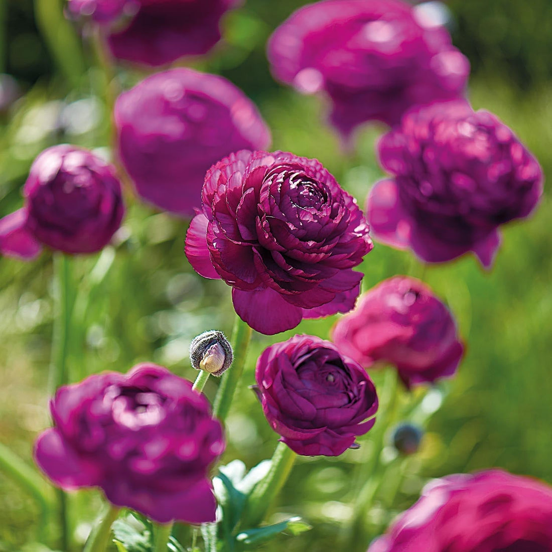 Ranunkel, Hahnenfuß ‘Purple’