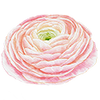 Frühblüher